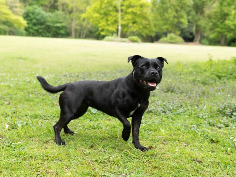 Chien noir debout dans un parc verdoyant, regard attentif et langue sortie.