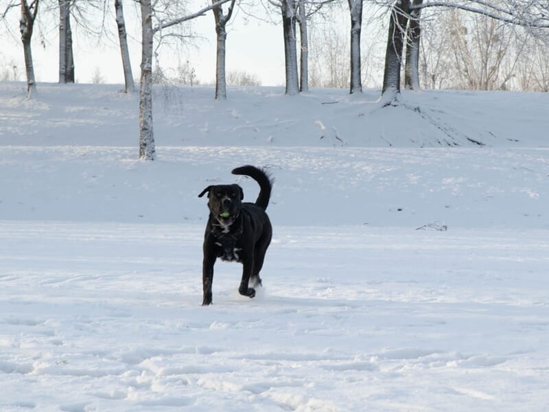 Chien noir courant dans la neige avec une balle verte en bouche.