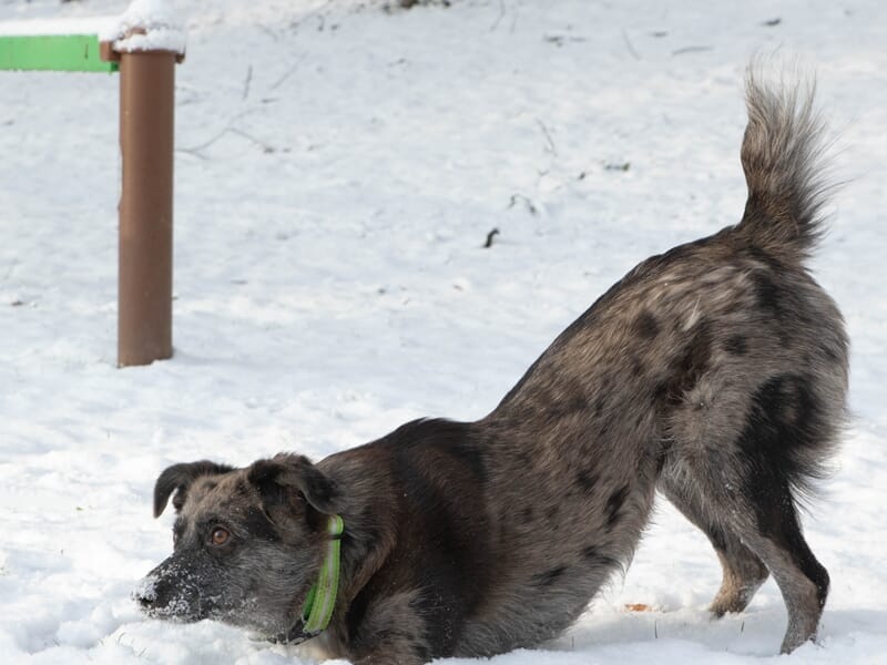 Chien tacheté au pelage gris et noir, en position de jeu dans la neige.