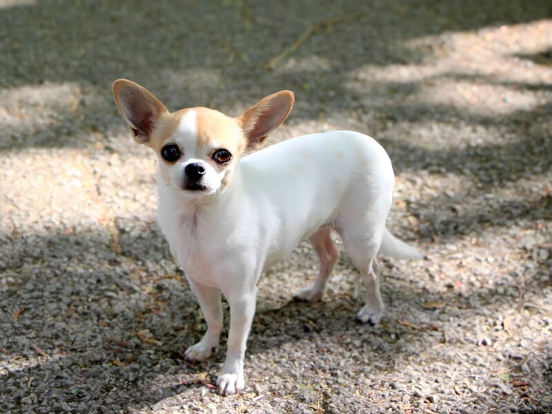 Chihuahua blanc et beige sur un chemin, debout et attentif pris en photo par un photographe d'animal de compagnie à Dijon