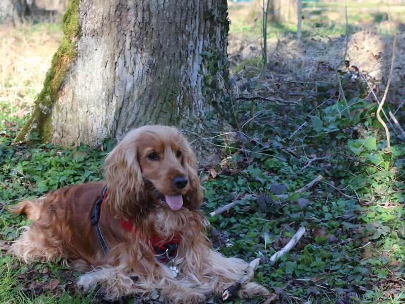 Cocker anglais au pelage roux pris par un photographe d'animal de compagnie à Dijon