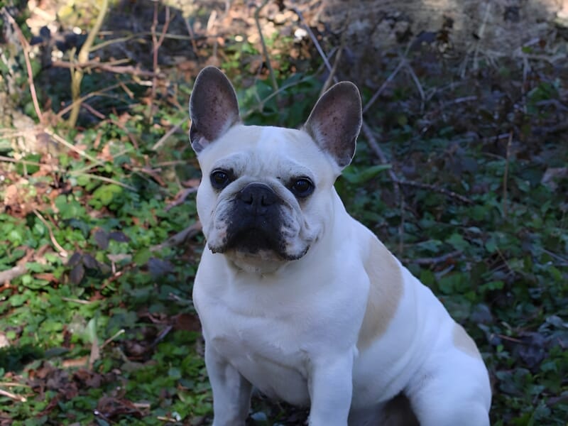 Bouledogue français blanc et beige assis dans la forêt, photo prise par un photographe d'animal de compagnie à Dijon