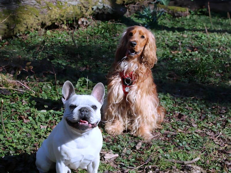 Photo d'un bouledogue français assis dans l’herbe aux côtés d’un cocker anglais prise par un photographe d'animal de compagnie à Dijon