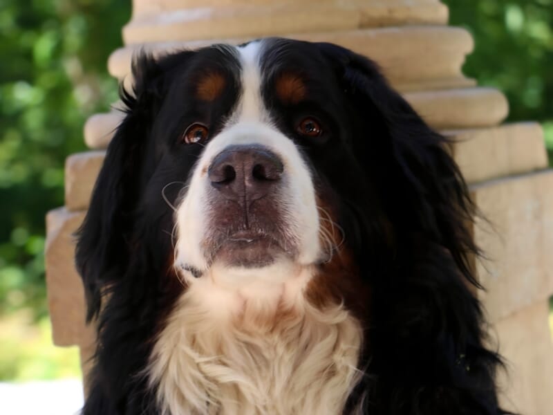 Portrait d’un bouvier bernois noir et blanc avec touches de roux, capturé par un photographe d'animal de compagnie à Dijon