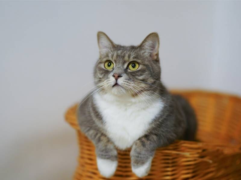 Chat gris et blanc aux yeux jaunes assis dans un panier en osier, regardant vers le haut avec curiosité.