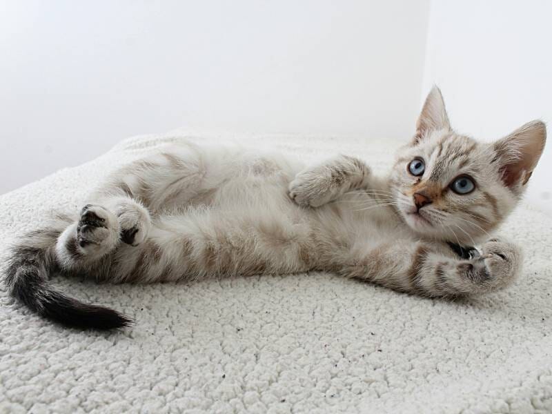 Chaton tigré clair avec des yeux bleus allongé sur un tapis blanc, en position détendue et attentive.