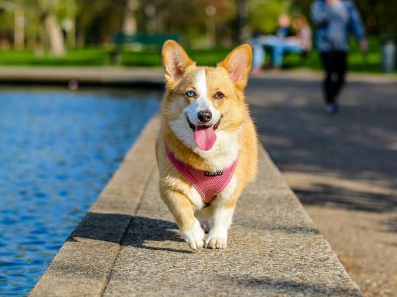 Chien corgi marron et blanc avec un harnais rose, marchant sur un chemin en bordure d'un plan d'eau ensoleillé, à Argelès.