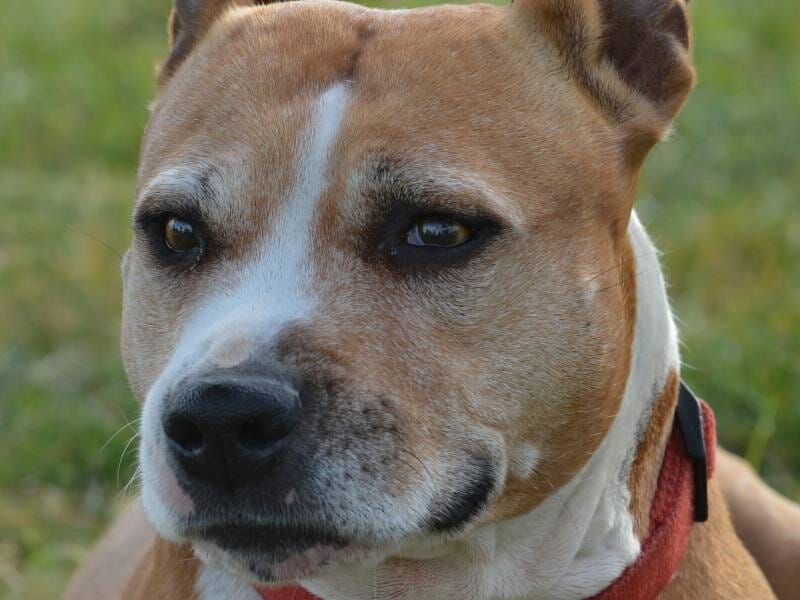 Gros plan d'un chien marron clair avec un collier rouge, regardant calmement vers la droite dans un environnement extérieur.
