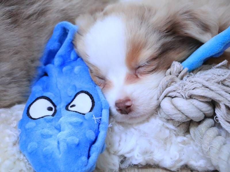 Un chiot dort profondément au milieu de ses jouets.