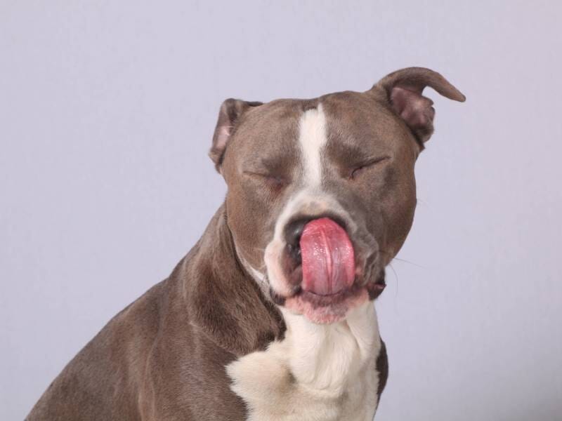 Un chien type pitbull assis qui ferme les yeux et lèche son nez.