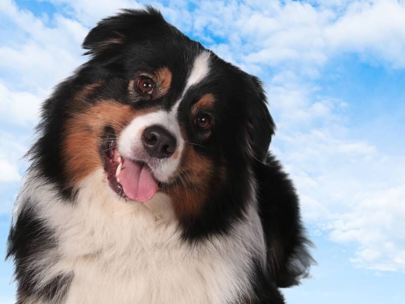 Un chien noir, blanc et marron tire la langue et regarde l'objectif avec en fond un ciel bleu et des nuages.