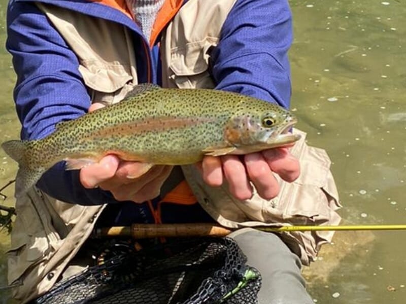 Pêcheur en gilet beige et bleu montrant une grande truite arc-en-ciel capturée lors d'un stage de pêche à Schirmeck.