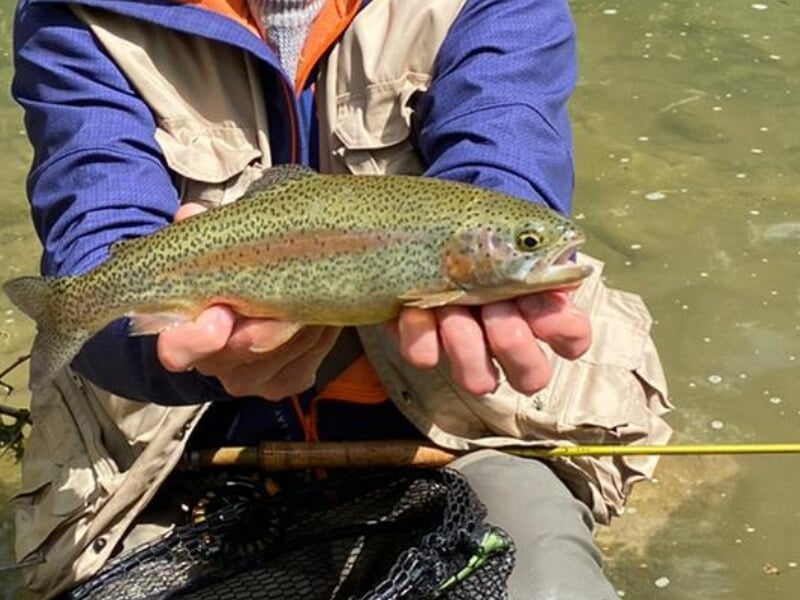 Pêcheur en gilet beige et bleu montrant une grande truite arc-en-ciel capturée lors d'un stage de pêche à Schirmeck.