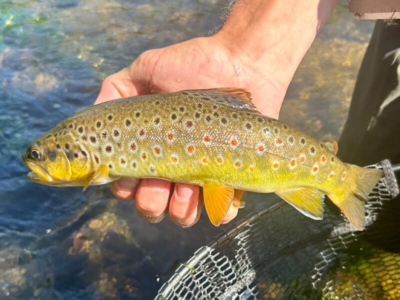 Gros plan sur une main tenant une truite fario aux couleurs vives lors d'un stage de pêche à Schirmeck.