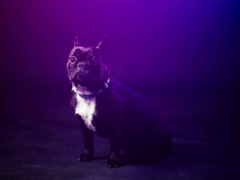 Chien noir avec une tache blanche sur la poitrine lors d'un shooting photo animal de compagnie près de Strasbourg.