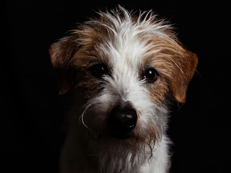 Gros plan d'un chien au pelage blanc et marron lors d'un shooting photo animal de compagnie près de Strasbourg.