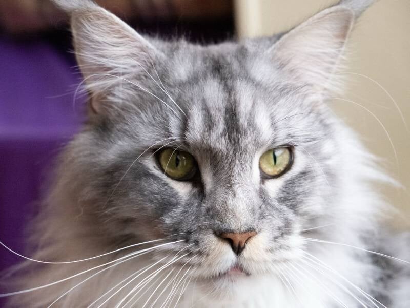 Gros plan sur un chat gris à poils longs avec des yeux verts, fond flou intérieur.