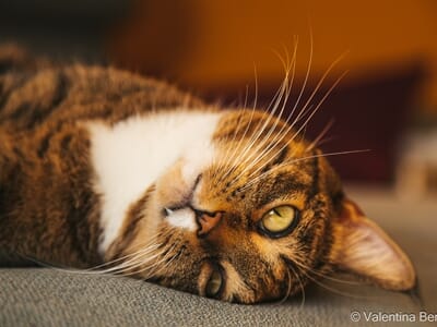 Shooting Photo avec votre Animal de Compagnie à Béziers