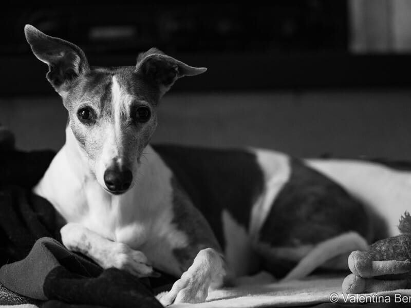 Chien allongé sur une couverture, regardant attentivement vers l'avant lors d'un shooting photo animal de compagnie à Béziers.