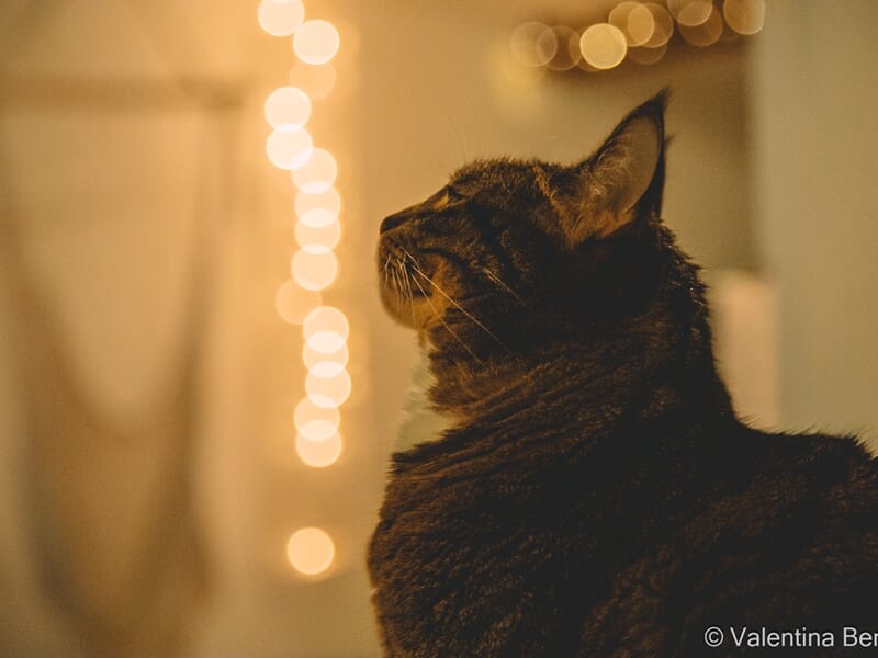 Chat assis de profil, regardant vers une guirlande lumineuse floue lors d'un shooting photo animal de compagnie à Béziers.