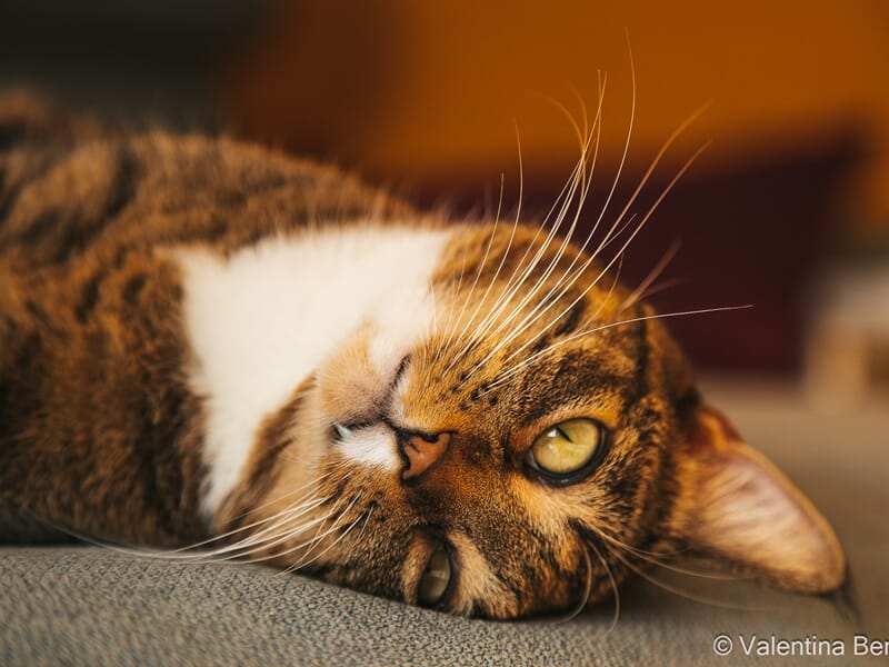 Chat couché sur le côté, regardant vers l'objectif lors d'un shooting photo animal de compagnie à Béziers.