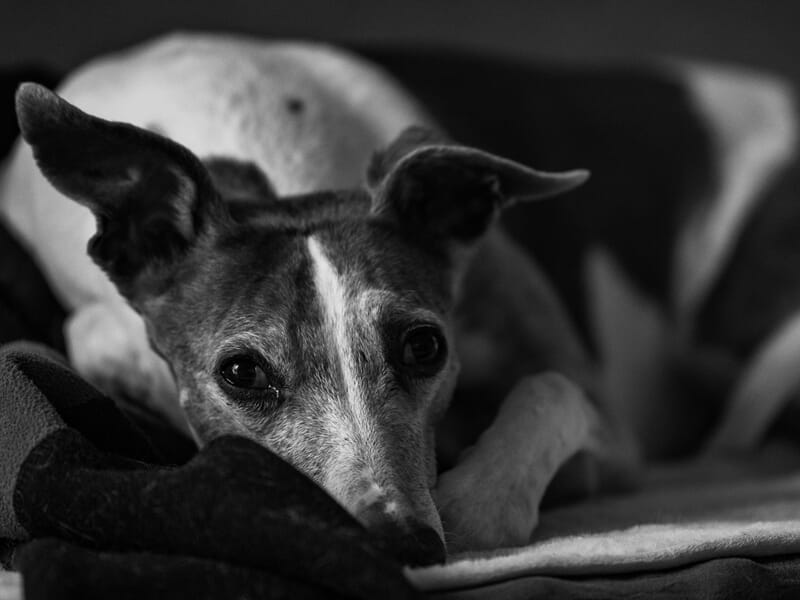 Chien allongé, tête posée sur une couverture lors d'un shooting photo animal de compagnie à Béziers.