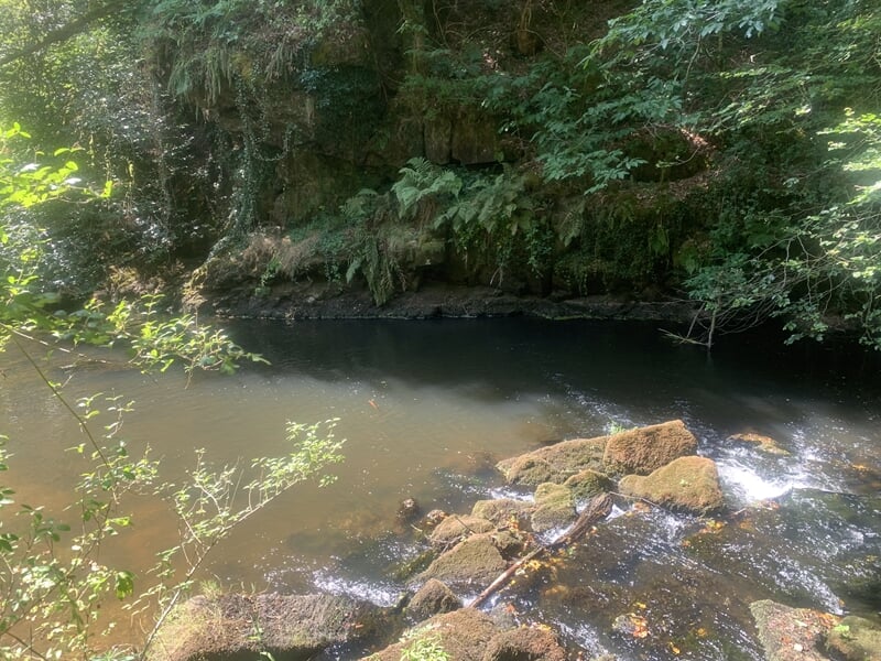Rivière avec de l'eau claire coulant sur des rochers, entourée de végétation lors d'un stage de survie à Le Saint.