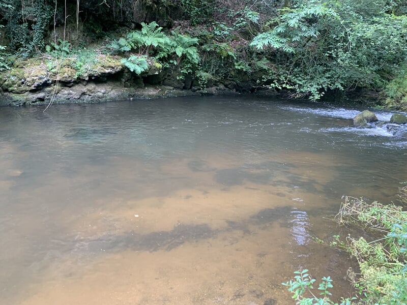 Eau calme d'une rivière peu profonde avec des reflets, bordée de plantes lors d'un stage de survie à Le Saint.