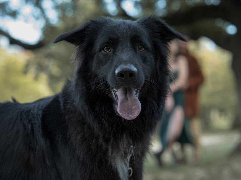 Portrait d'un chien noir avec la langue sortie, en arrière-plan un couple flou dans un parc verdoyant.