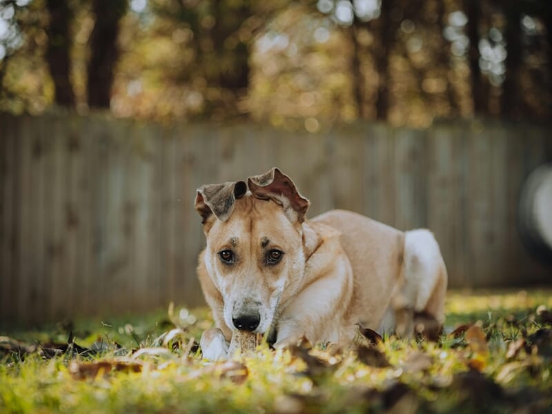 Chien beige allongé dans l'herbe avec un fond flou de clôture en bois lors d'un shooting photo animal au Mans.