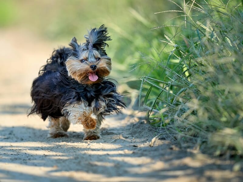 Petit chien noir et marron courant sur un chemin de terre entouré d'herbes hautes lors d'un shooting photo animal au Mans.