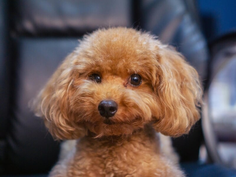 Portrait d'un petit chien à poils bouclés couleur caramel assis lors d'un shooting photo animal au Mans.