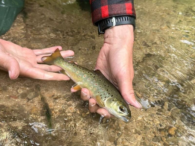 Gros plan sur une truite tenue délicatement à deux mains dans les eaux peu profondes et claires de l'Aube.