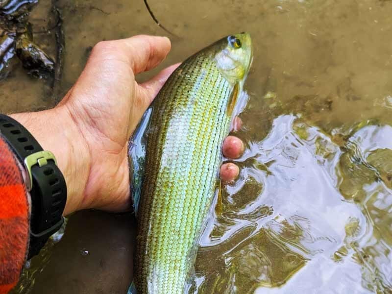 Main tenant un ombre au bord d'une rivière avec de l'eau claire et des reflets