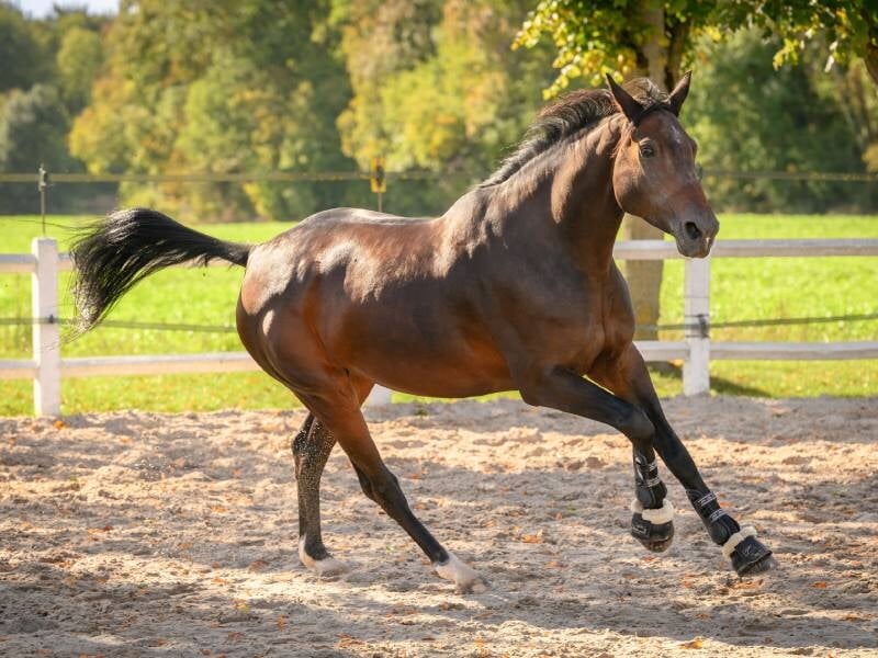 Cheval marron au galop dans un enclos sableux avec une clôture blanche et un fond de verdure ensoleillée.