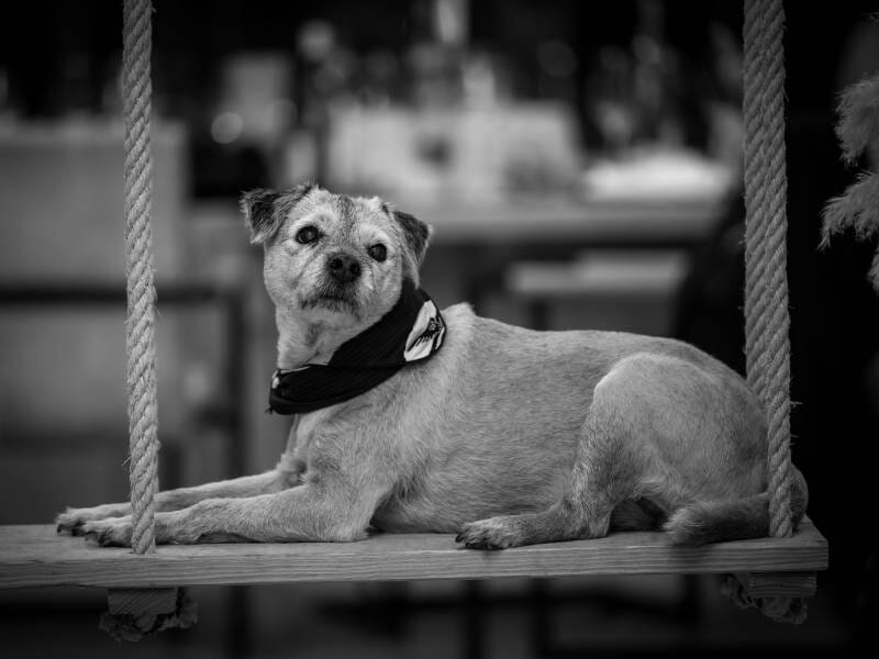 Chien allongé sur une balançoire en bois, regardant vers la gauche, photo en noir et blanc avec un fond flou.