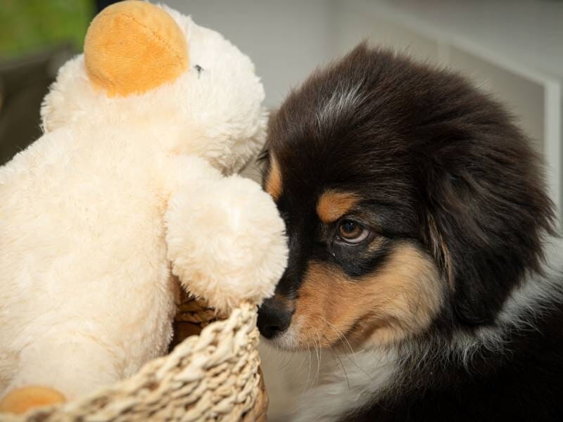 Chiot noir et marron regardant un jouet en peluche blanc et orange dans un panier en osier à l'intérieur, lors d'un shooting photo à proximité de Rouen.