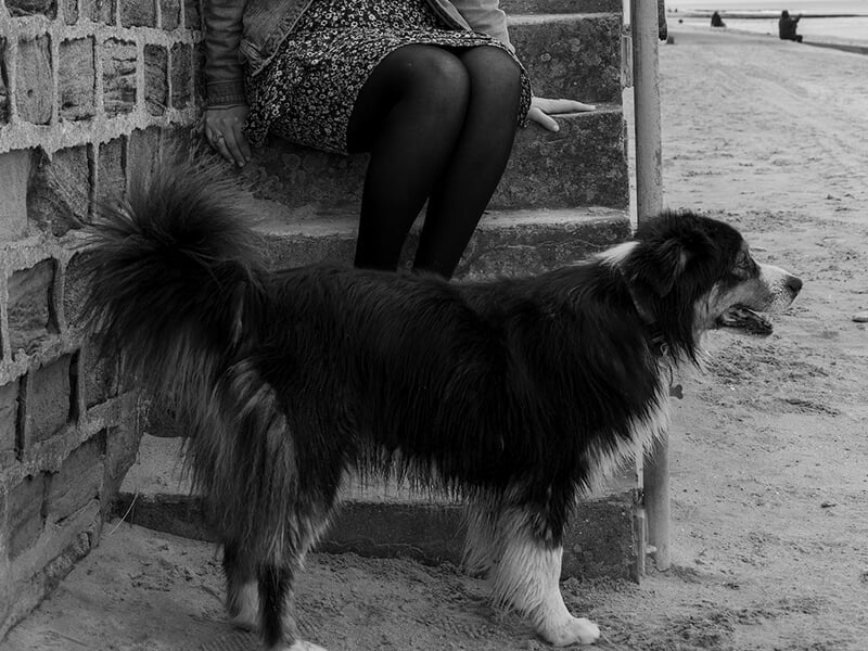 Chien noir et blanc debout sur le sable près d'un mur en pierre, lors d'un shooting photo avec animal de compagnie à Caen.