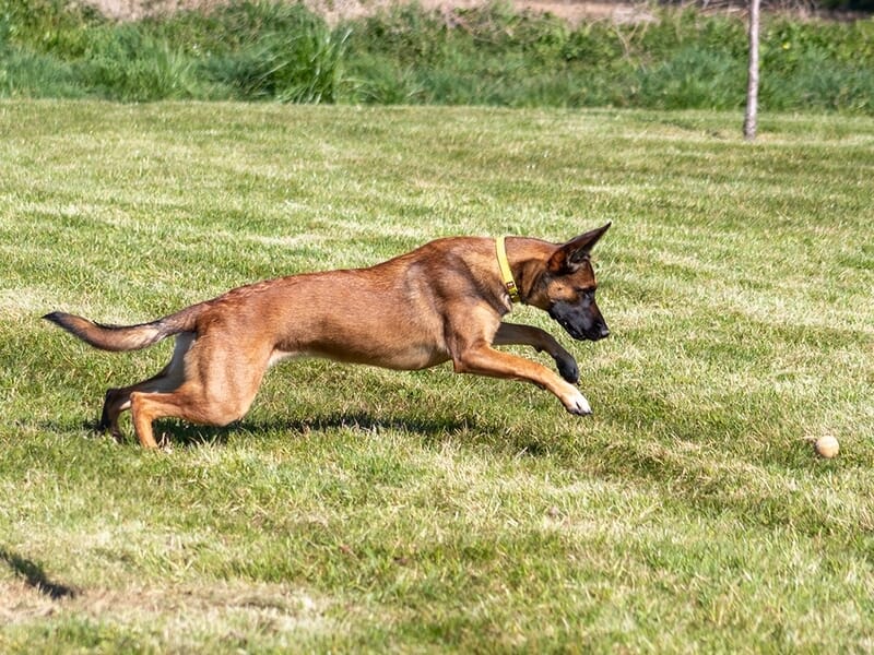 Chien brun avec collier jaune en train de courir sur une pelouse verte, lors d'un shooting photo avec animal de compagnie à Caen.