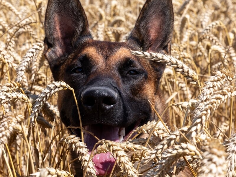Gros plan d'un chien au pelage foncé dans un champ de blé doré, lors d'un shooting photo avec animal de compagnie à Caen..