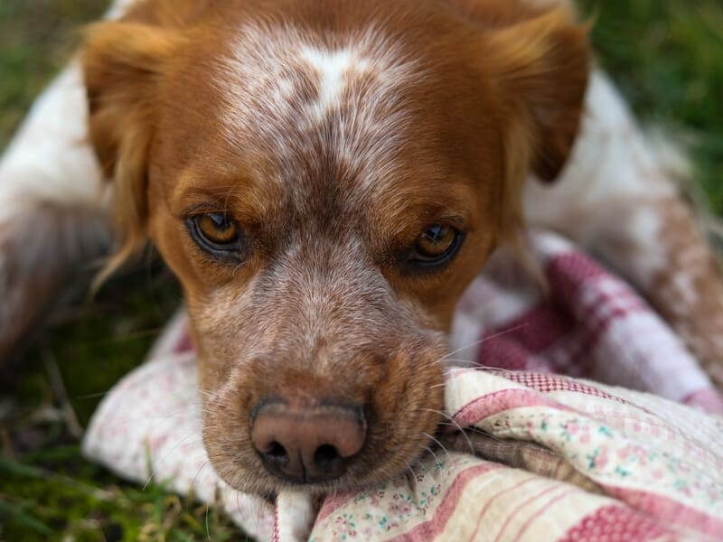 Chien marron et blanc allongé sur l'herbe, posant sa tête sur un tissu coloré lors d'un shooting photo avec animal de compagnie à Caen.