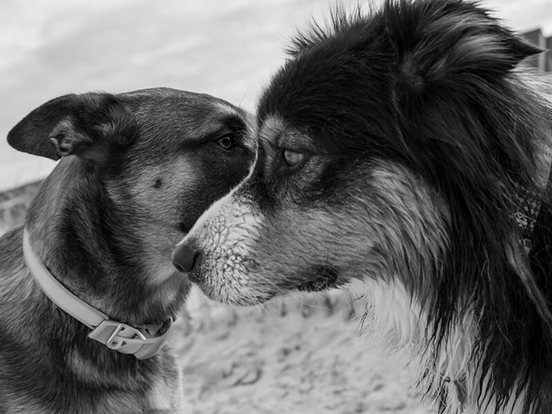 Deux chiens se touchant le museau lors d'un shooting photo avec animal de compagnie à Caen.
