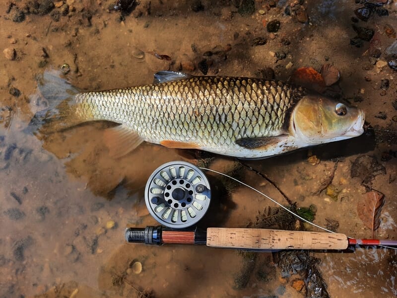 Poisson fraîchement pêché posé sur le sol humide à côté d'une canne à pêche lors d'un stage de pêche à Autun.