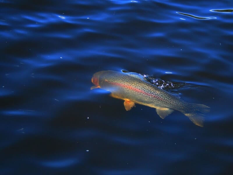 Une truite colorée nage dans l'eau claire et bleue d'un lac, lors d'un stage de pêche à Autun.