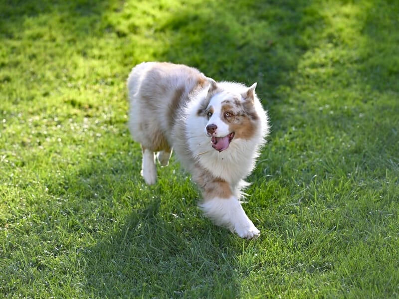 Chien berger australien beige et blanc courant sur une pelouse verte sous un soleil lumineux en extérieur.