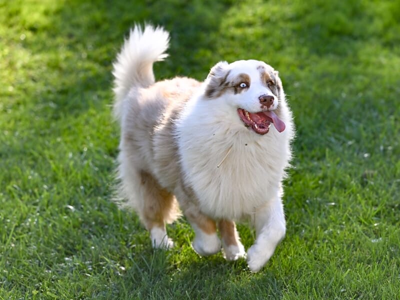 Chien berger australien beige et blanc avec langue sortie, courant joyeusement sur une pelouse verte ensoleillée.
