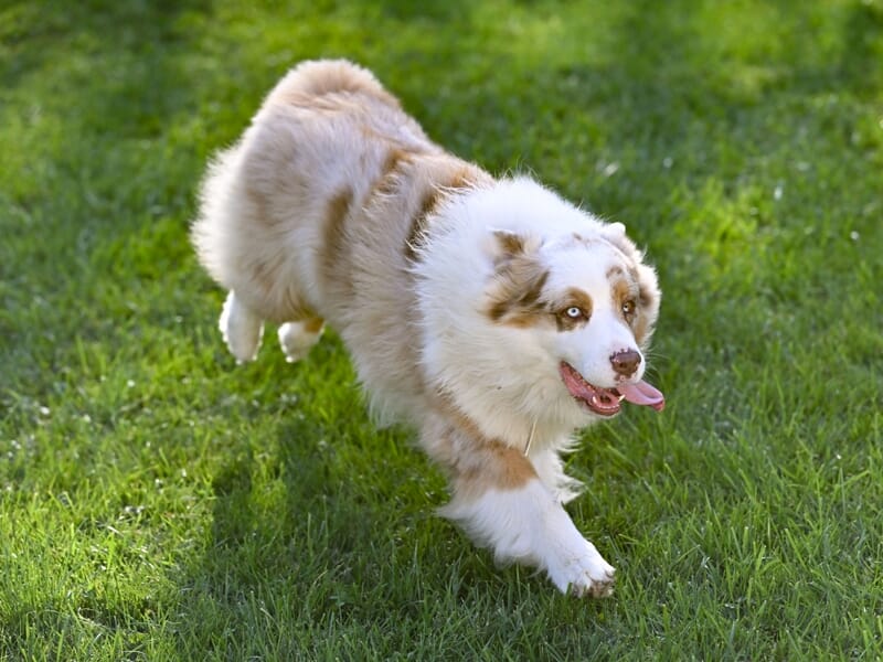 Chien berger australien beige et blanc courant rapidement sur une pelouse verte, langue pendante, en plein air.