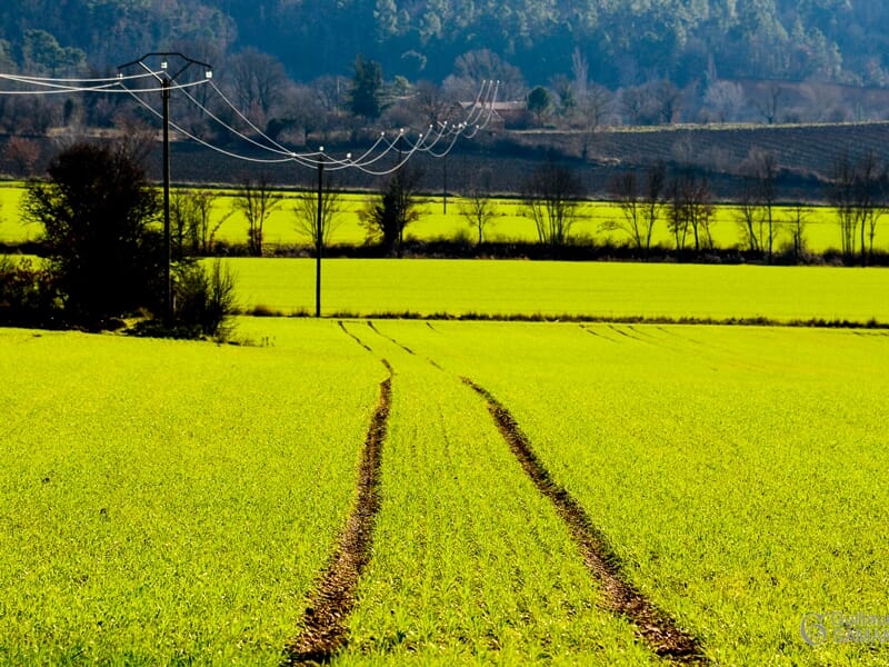 Champ vert avec des traces de roues, des poteaux électriques et une forêt en arrière-plan.