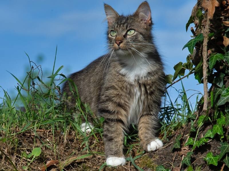 Chat tigré aux yeux verts debout sur un sol herbeux avec un ciel bleu en arrière-plan, lors d'un shooting photo animalier à Biarritz.