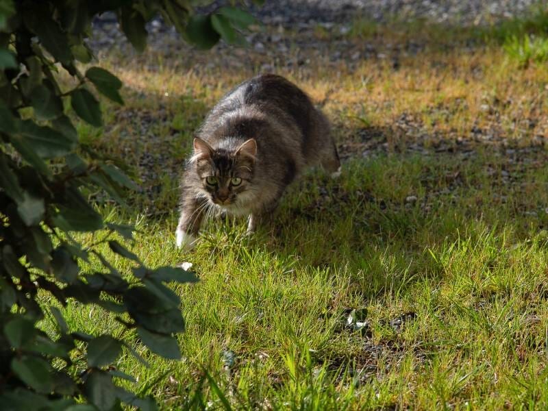 Chat tigré marchant prudemment sur une pelouse verte entourée de feuillages ombragés.